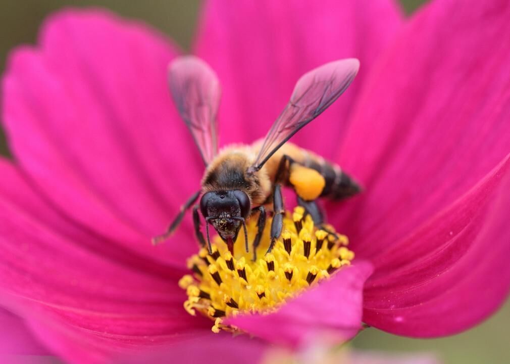 Humans wouldn't be on Earth without pollinators